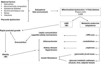 Preterm birth and metabolic implications on later life: A narrative review focused on body composition